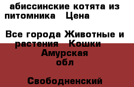 абиссинские котята из питомника › Цена ­ 15 000 - Все города Животные и растения » Кошки   . Амурская обл.,Свободненский р-н